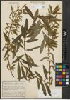 Foto von Salix purpurea L. x Salix viminalis L.
